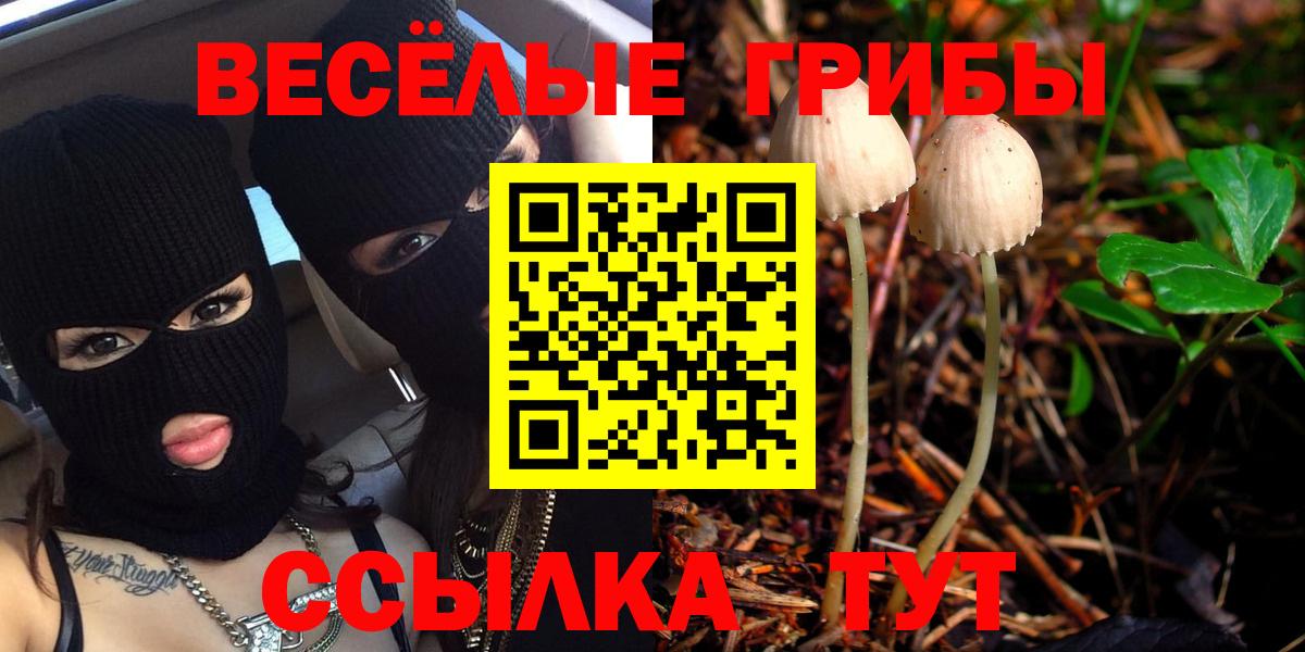 Псилоцибиновые грибы Psilocybine cubensis Ступино