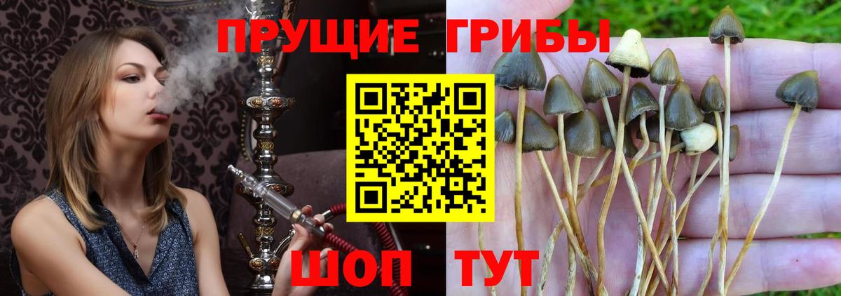 Псилоцибиновые грибы прущие грибы  Псилоцибиновые грибы MAGIC MUSHROOMS  Ступино  Вход с VPN 